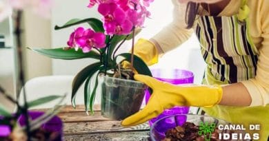 Saiba Como Cuidar das Orquídeas - Dicas Práticas