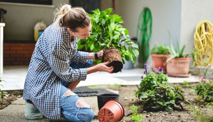 Horta Orgânica em Casa: Como Cultivar Alimentos Saudáveis.