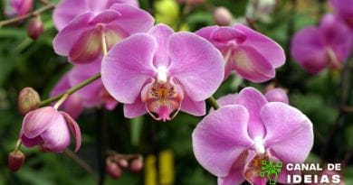 Curso gratuito de orquídeas: Como se cadastrar