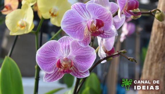 Como cuidar de orquídeas: Passo a passo